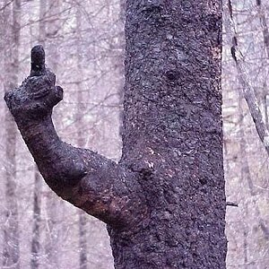 Fuck-you-tree