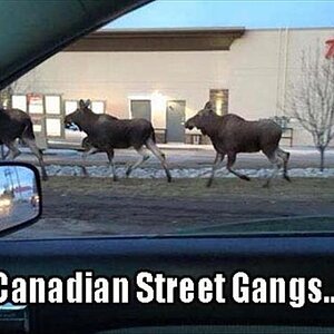 CanadianGangs