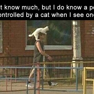 CatControll