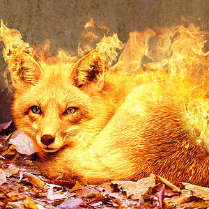 Firefox