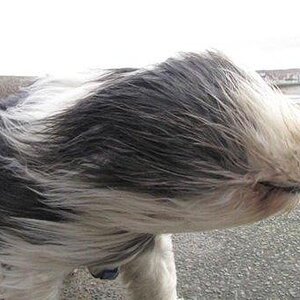 Windhund