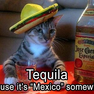 TequillaCat