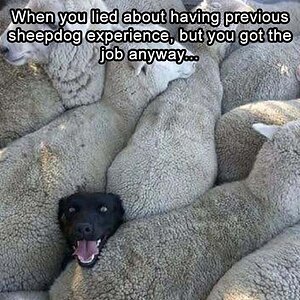 Sheepdog