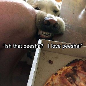 Peesha