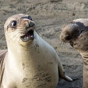 ComedyWildlifePhotographyAwardsWinners-2017