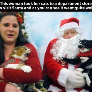 SantaCats