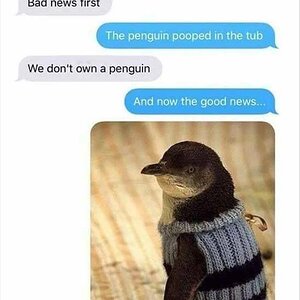 GoodPenguinNews