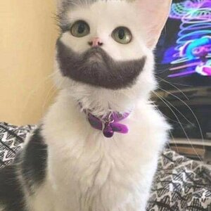 Hipsterkat