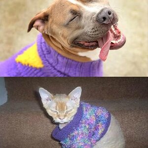 Dogs-vs-cats