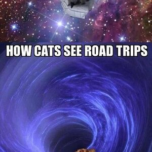 Road-trips-for-dogs-and-cats