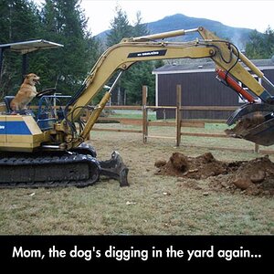 The-dog-is-digging-in-the-backyard-again