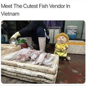 FishVendor