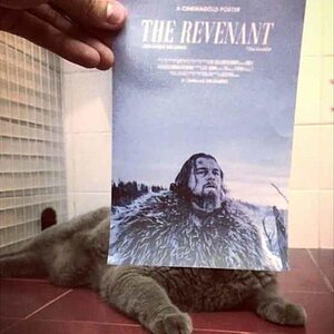 TheRevenant