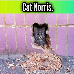 Cat Norris