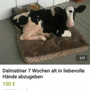 Dalmatiner