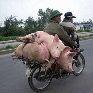 Schweinebike