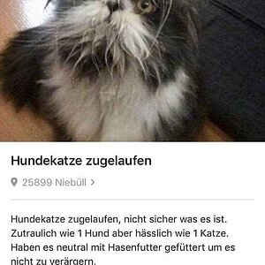 Hundekatze