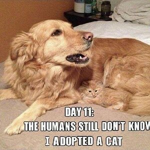 DogCatAdopted