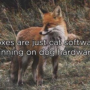 FoxesSoftware