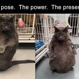 PosePowerPresence