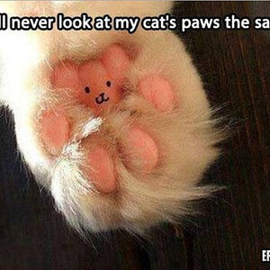 cats-paw-win.jpg