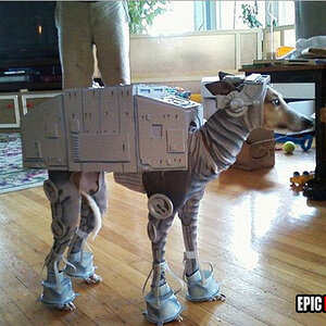 dog-costume-win.jpg