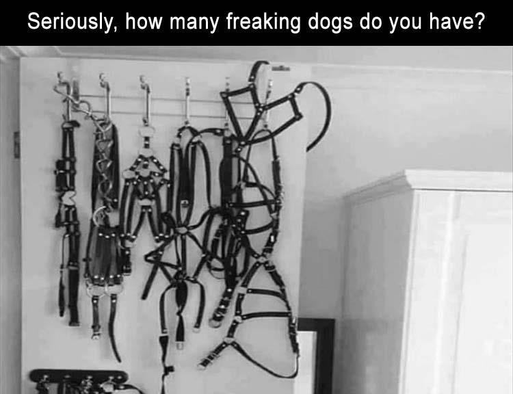 AManyFreakingDogs