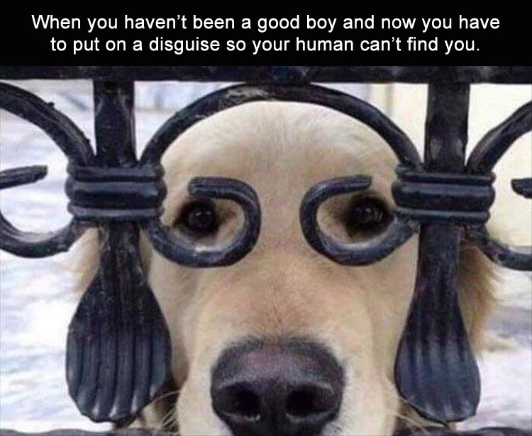 ANotGoodBoy