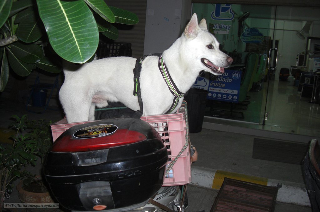 Auf nach Yasothon