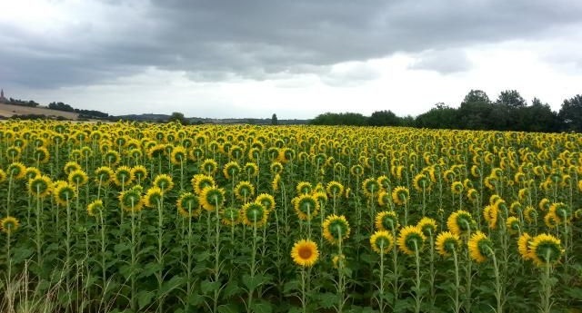 BeleidigteBlume