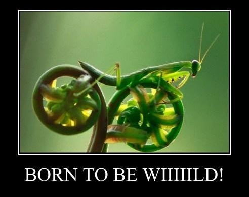 Borntobe Wild