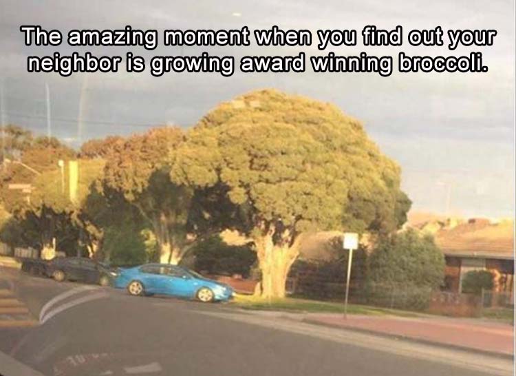 BroccoliAwardWinning