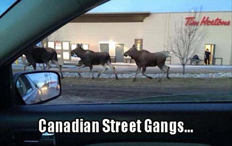 CanadianGangs