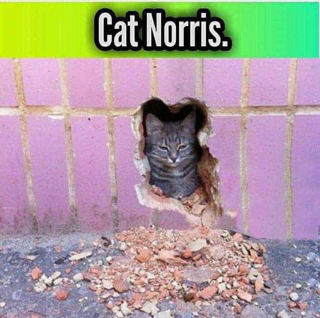 Cat Norris