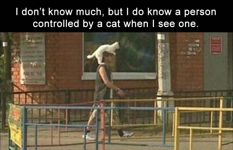 CatControll