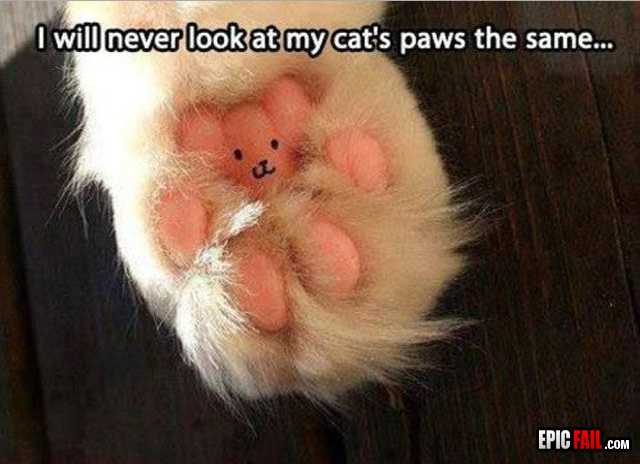 cats-paw-win.jpg