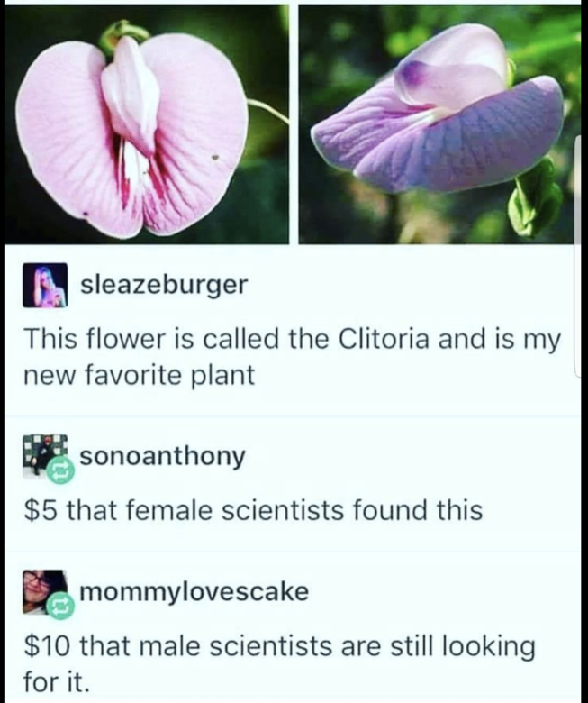 Clitoria