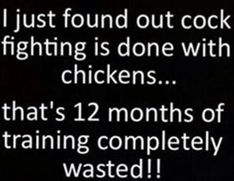 CockFighting