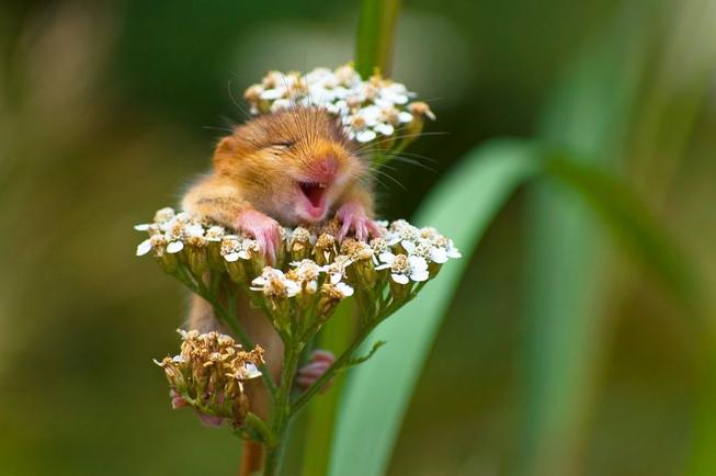 ComedyWildlife-photography-awards-winners-2017