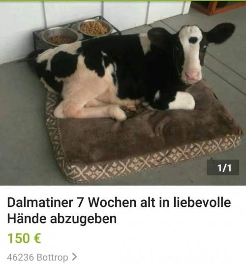 Dalmatiner