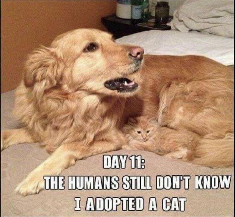 DogCatAdopted