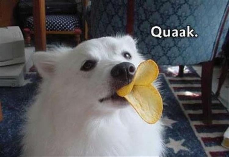 DogQuaak