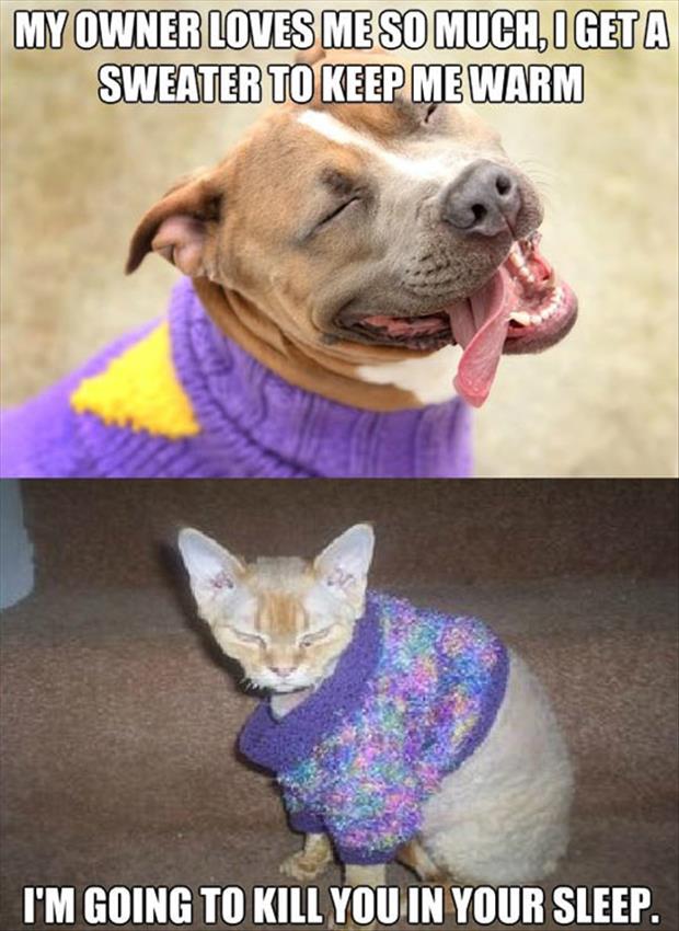 Dogs-vs-cats