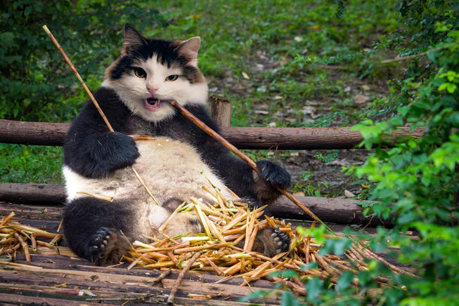 El-gato-panda