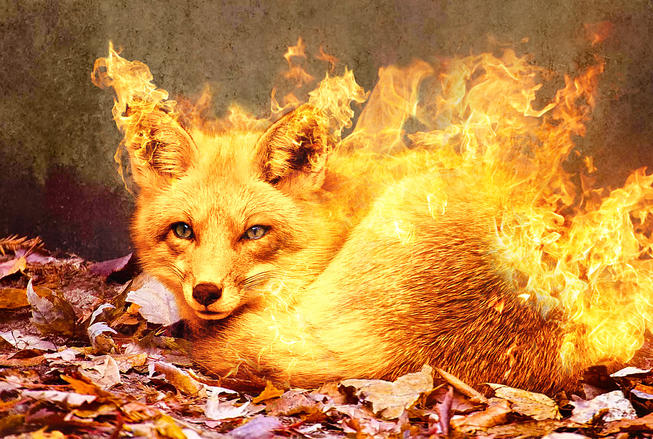 Firefox