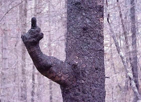 Fuck-you-tree