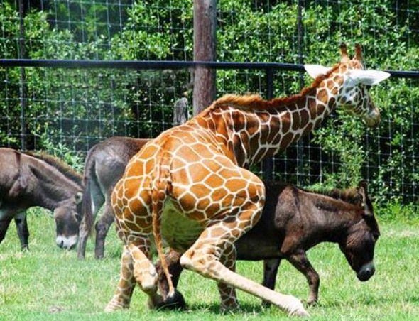 FuckingGiraffe