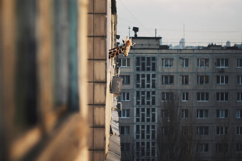 Giraffe-Fenster