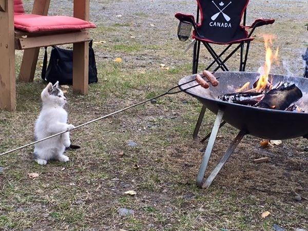 Grillkatze