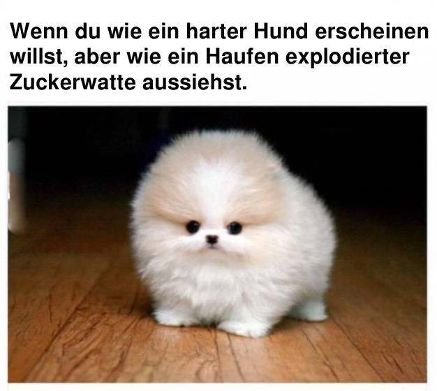 HaterHund